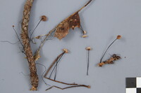 Gymnopus androsaceus image
